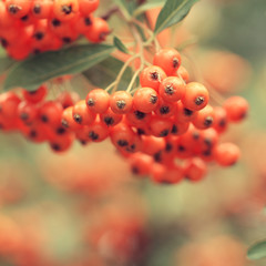 ripe orange powan berries on green nature background