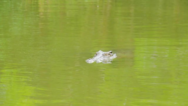 A full shot an alligator's eyes