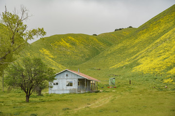 Beautiful yellow goldifelds blossom with hills and wooden house
