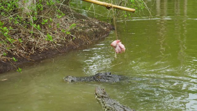 A close up shot of two crocodiles diving out of green water to catch some bait on a stick