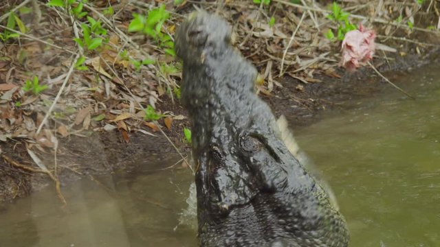 A full shot of alligator and crocodile eating the bait.
