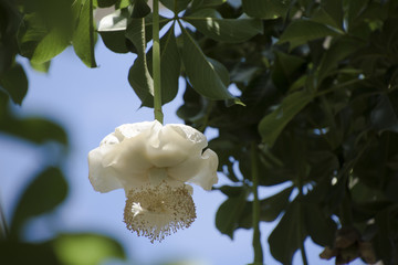 バオバブの花
