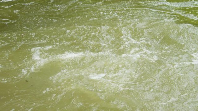 A medium shot of crocodile trying to catch bait.