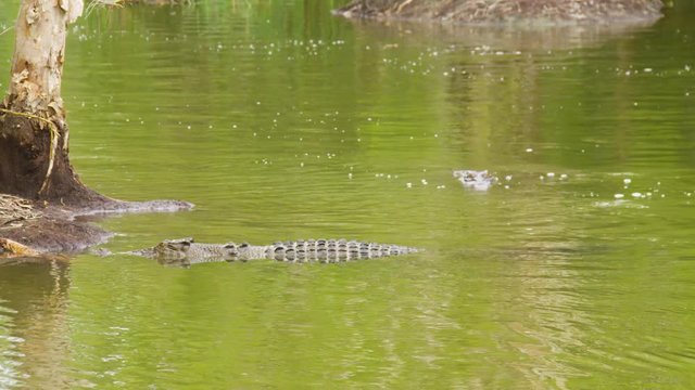 A wide shot of a jungle's river showing crocodiles