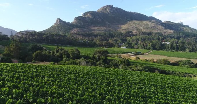 Flying over Wine Vineyards at Sunset in Constantia, Cape Town