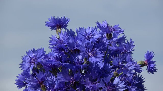 Rotating on sky background bunch blue cornflowers

