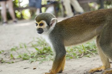 Portrait Squirrel Monkey (Saimiri sciureus), South American, Monkey Island, Amazon Colombian