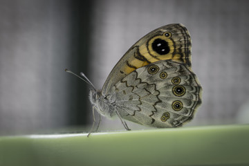 Mariposa búho