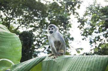 Portrait Squirrel Monkey (Saimiri sciureus), South American, Monkey Island, Amazon Colombian