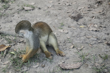 Portrait Squirrel Monkey (Saimiri sciureus), South American, Monkey Island, Amazon Colombian