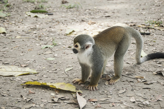 Portrait Squirrel Monkey (Saimiri sciureus), South American, Monkey Island, Amazon Colombian
