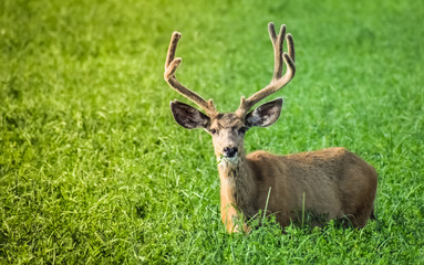 Buck eating greens