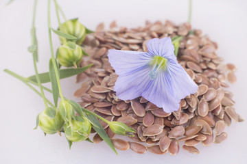 Flax Seeds and Flower - Linum usitatissimum
