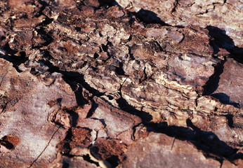 Pine wood background texture old tree