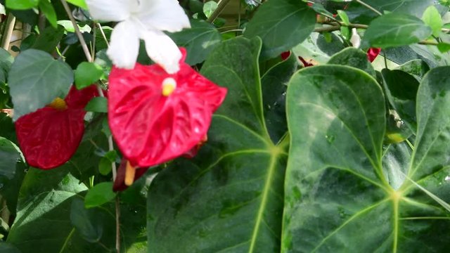 Anthurium plants. Red anthurium flowers in botanic garden anthurium andraeanum, araceae orarum . Green and red background. Tropical plants.