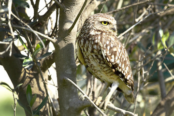 Mochuelo (Athene cunicularia)