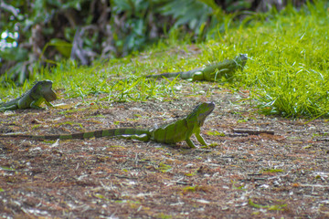 iguana