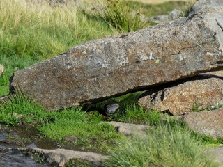 Obraz premium Acentor Alpino bajo roca