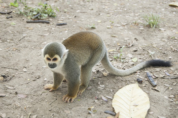 Portrait Squirrel Monkey (Saimiri sciureus), South American, Monkey Island, Amazon Colombian