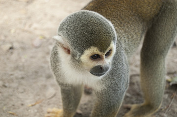 Portrait Squirrel Monkey (Saimiri sciureus), South American, Monkey Island, Amazon Colombian