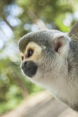 Portrait Squirrel Monkey (Saimiri sciureus), South American, Monkey Island, Amazon Colombian