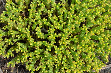 A perennial plant cleansing acrid grows in the form of a background.