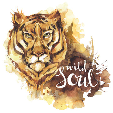 Watercolor tiger with handwritten words Wild Soul. African animal. Wildlife art illustration. Can be printed on T-shirts, bags, posters, invitations, cards, phone cases.