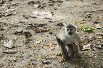 Portrait Squirrel Monkey (Saimiri sciureus), South American, Monkey Island, Amazon Colombian
