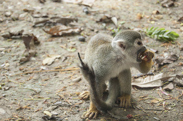Portrait Squirrel Monkey (Saimiri sciureus), South American, Monkey Island, Amazon Colombian