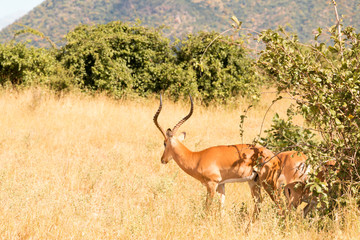 A male grant's gazelle in Ruaha National Park