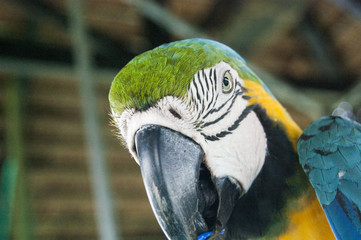 Gorgeous Scarlet macaws amazonian parrot intense red blue yellow orange and green color