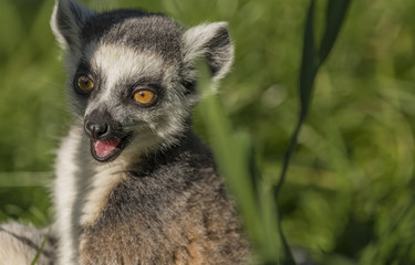 Lemur with striped tail in sunny evening