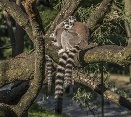 Lemur with striped tail in sunny evening