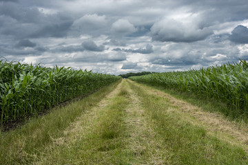 Fototapeta na wymiar Path through a corn field with extremely cloudy sky
