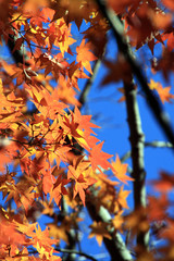 紅葉