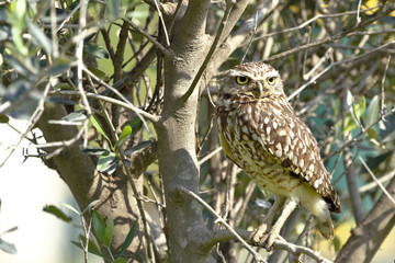 Mochuelo (Athene cunicularia)