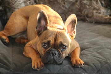 French Bulldog