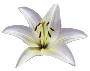 White  flower Lily on isolated white  background with clipping path.  Closeup.  Beautiful white-gray flower  for design.  Nature.