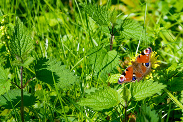  butterfly on flower. Peacock Butterfly