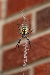 Garden Spider