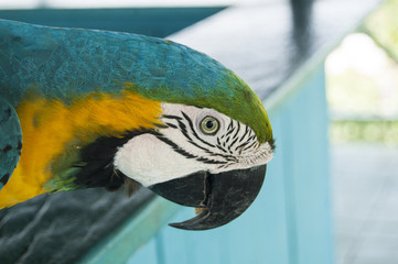 Gorgeous Scarlet macaws amazonian parrot intense red blue yellow orange and green color
