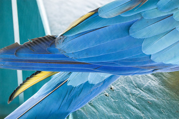 Gorgeous Scarlet macaws amazonian parrot intense red blue yellow orange and green color