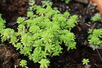 green leaves