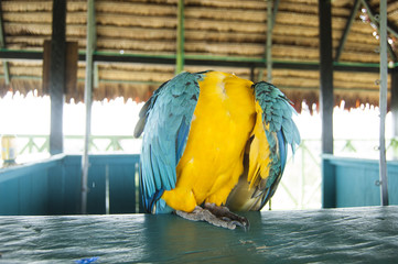 Gorgeous Scarlet macaws amazonian parrot intense red blue yellow orange and green color