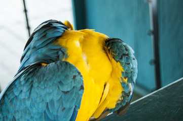 Gorgeous Scarlet macaws amazonian parrot intense red blue yellow orange and green color
