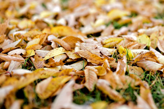 Autumn yellow leaves on green grass