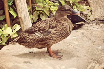 The duck