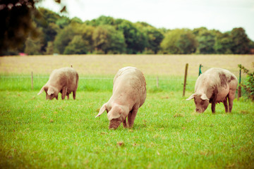 Pig farm.  pigs in field. Healthy pig on meadow