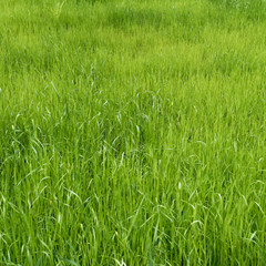 Green meadow. grass field