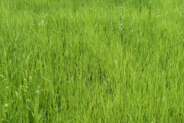 Green meadow. grass field